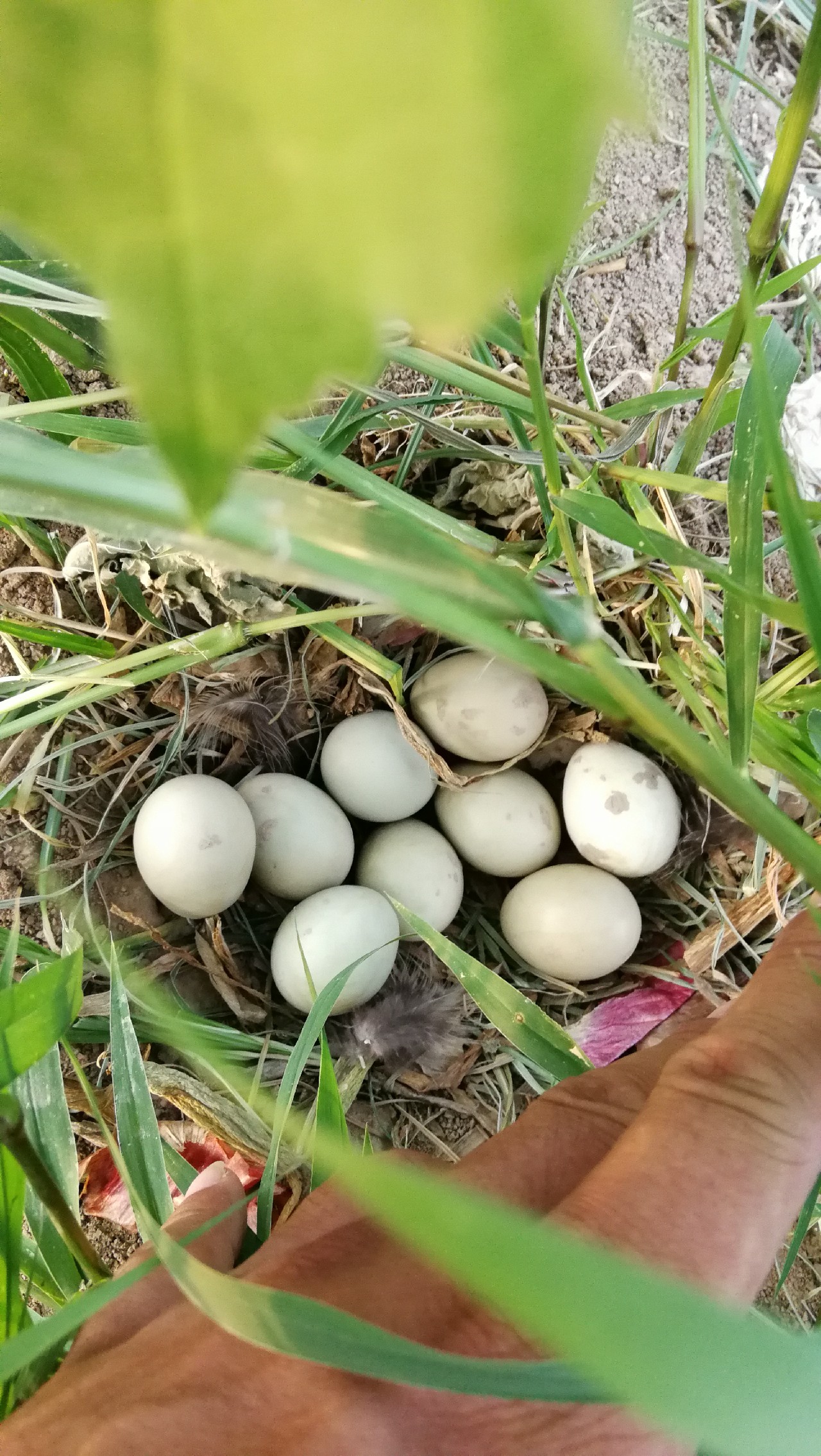 冬季钓鱼窝料配方最新秘方,野钓窝料秘方大揭秘大板鲫的克星