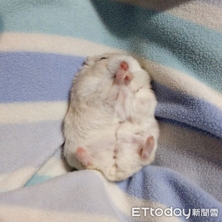 仓鼠结扎露粉红嫩肚 举起小手打招呼