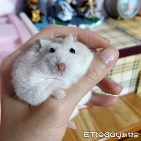 仓鼠结扎露粉红嫩肚 举起小手打招呼