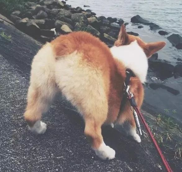 别人家的柯基vs自家的柯基,柯基加松狮是什么样的狗