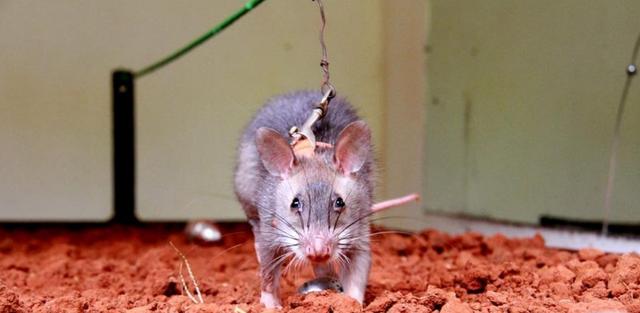 世界上最大老鼠多少钱一只,老鼠有多大一只