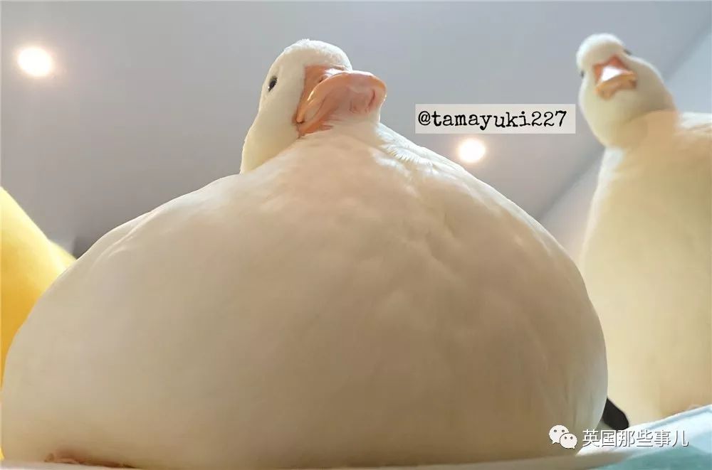 同样是冬天胖成球，凭什么鸟球就这么可爱