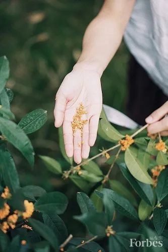 福布斯生活｜芳香疗法助你走出被困于疫情的情绪漩涡