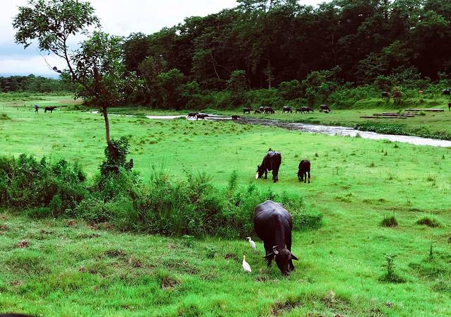 尼泊尔众神,尼泊尔众神之国