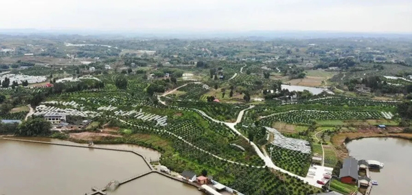 乐山井研春见耙耙柑,乐山井研耙耙柑基地