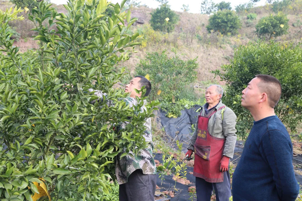 乐山井研春见耙耙柑,乐山井研耙耙柑基地