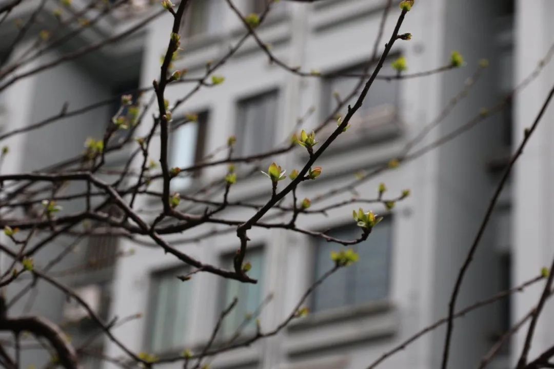 今天湖州收到来自白山的珍贵“礼物”!