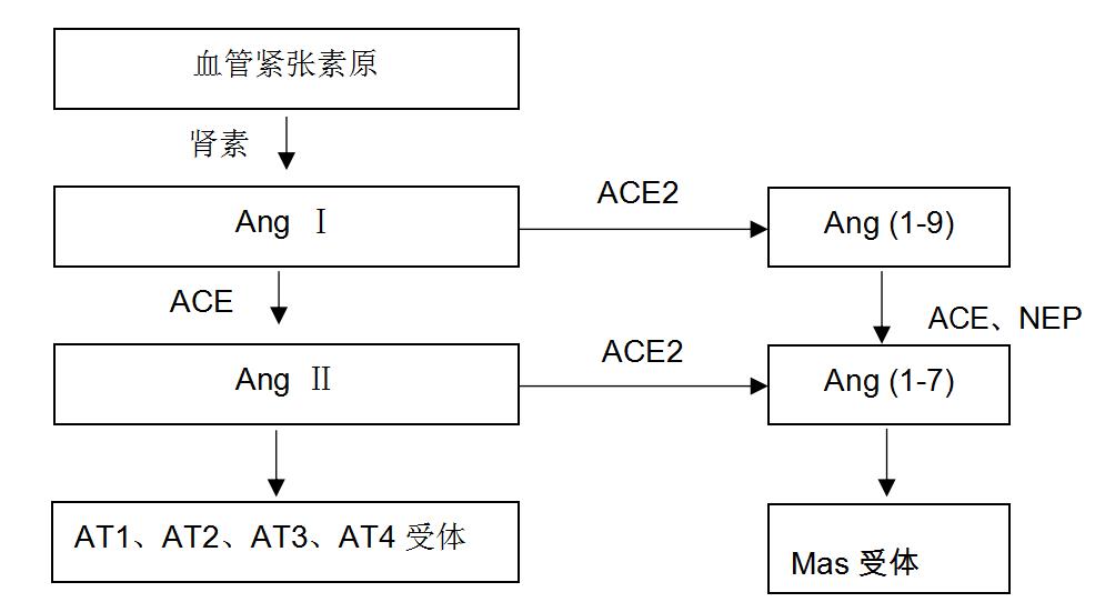 「新冠病毒肺炎专题」血管紧张素转换酶2和新型冠状病毒肺炎的关系及降压药物对血管紧张素转换酶2的影响