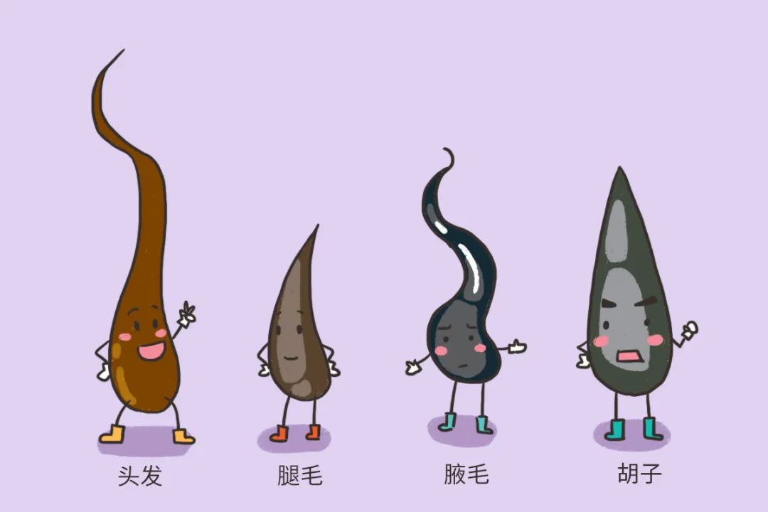 怎样才能让毛发生长越来越多呢,想脱头发怎么办