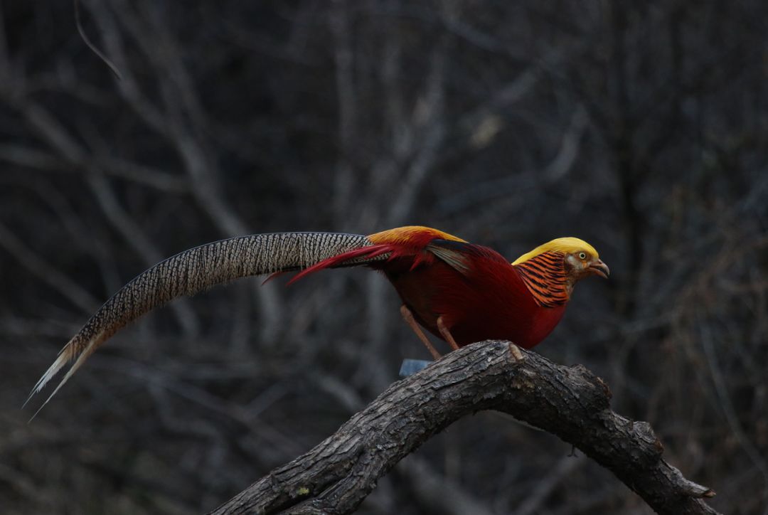 鸡鸡鸡鸡，野生的不能吃吗？是的
