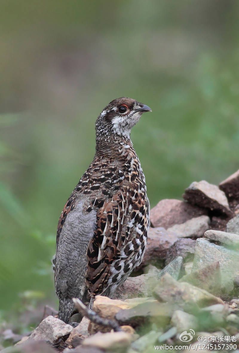 鸡鸡鸡鸡，野生的不能吃吗？是的