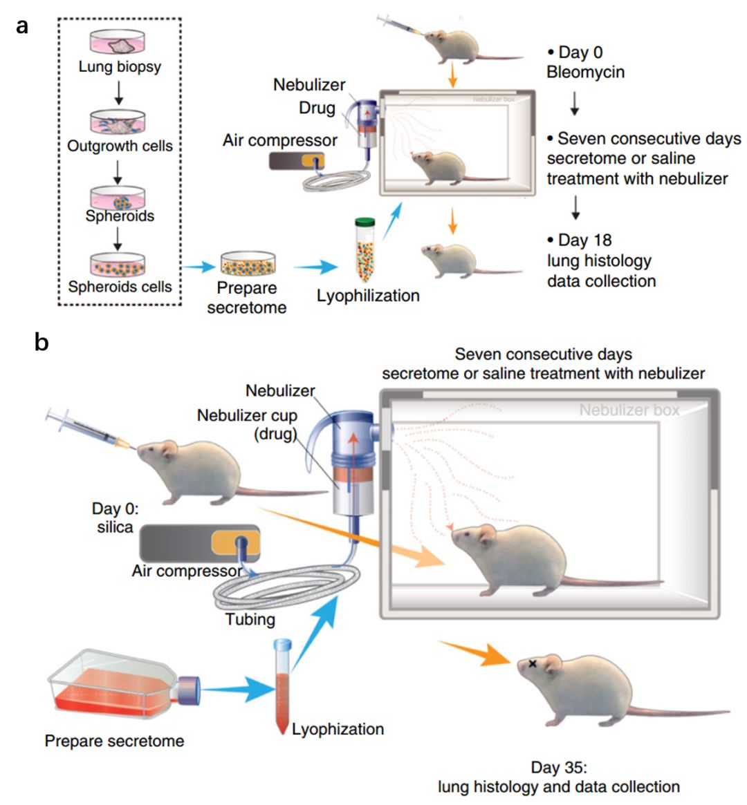 目前公认有效的抗肺纤维化,治疗肺纤维化秘方