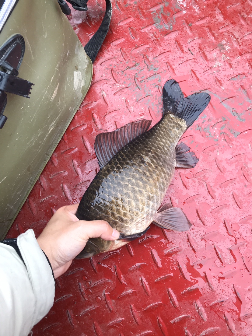 春天河边钓鱼技巧视频,春天水库钓鱼技巧