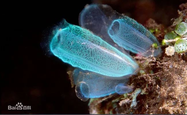 长颈鹿的角是犄角吗,长颈鹿的角