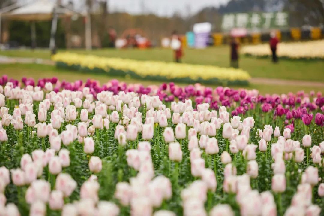 成都免费景区怎么预约,现在成都有哪些景区免费