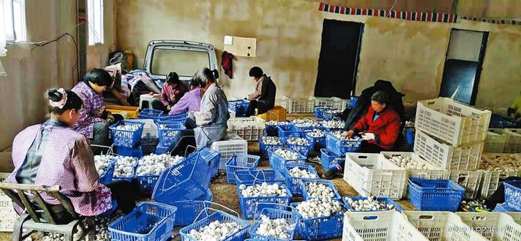 秦奋有新貌丨产业发展挺起脱贫“铁脊梁”丹凤县找到致富好路子