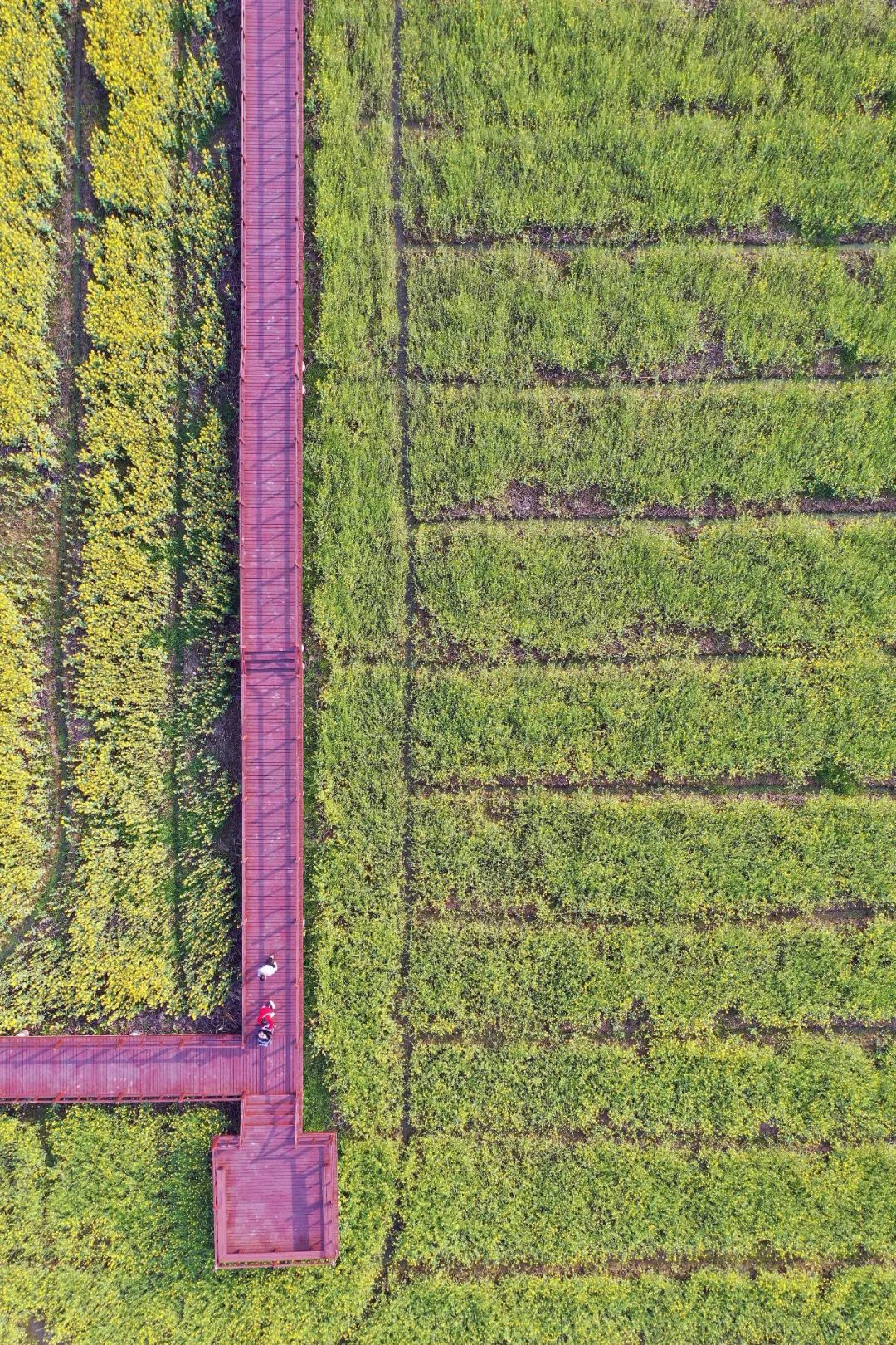 听春之声,听春之声圆舞曲感悟