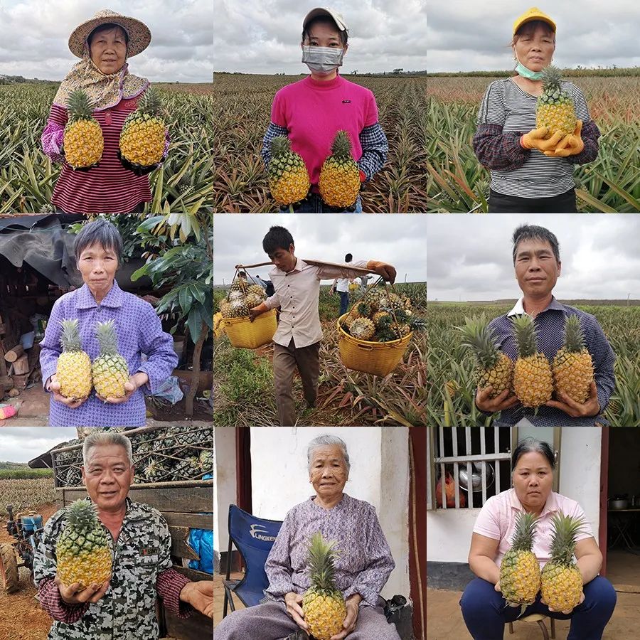 战疫助农在行动努力卖枇杷,战疫助农安徽省贫困县优质农产品