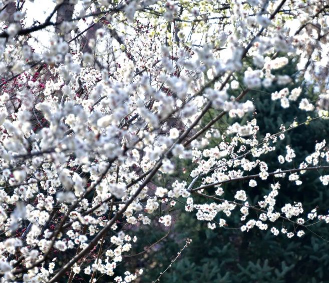 10首春天的诗带你游览大好春光,春天适合踏青的诗句