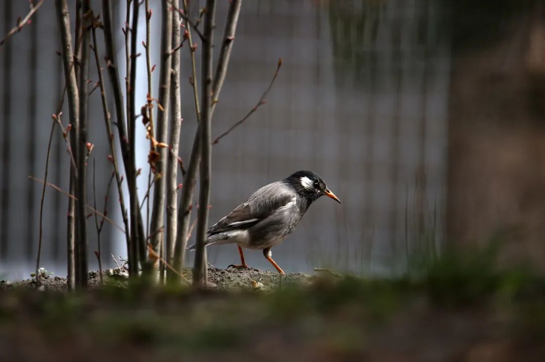 佳能最强eos10bit视频机,佳能eos-1dxmarkiii