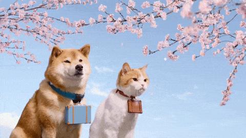 叙好物|宅家“云”赏樱，这些樱花季限定都是些什么神仙小可爱呀