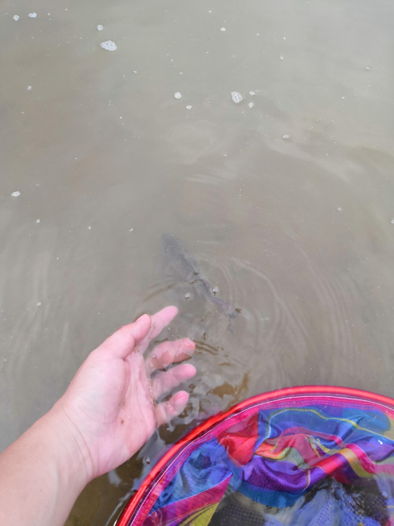 增江钓土鲮时间,增江土鲮爆护