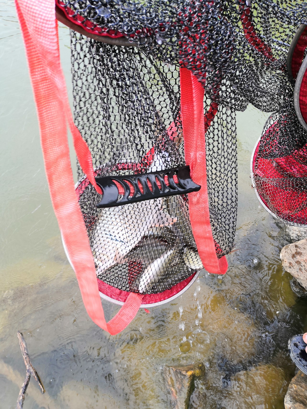 增江钓土鲮时间,增江土鲮爆护