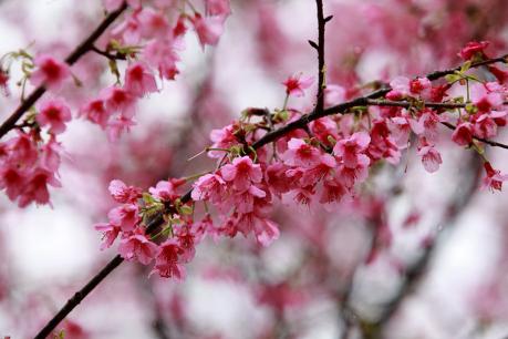 隋洪胜‖此时樱花