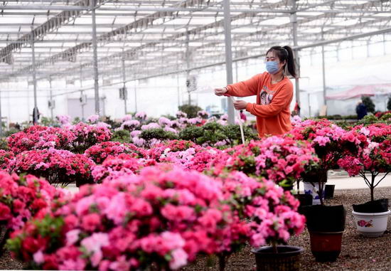 沈阳花卉市场春节营业时间,沈阳大东北园艺花卉市场