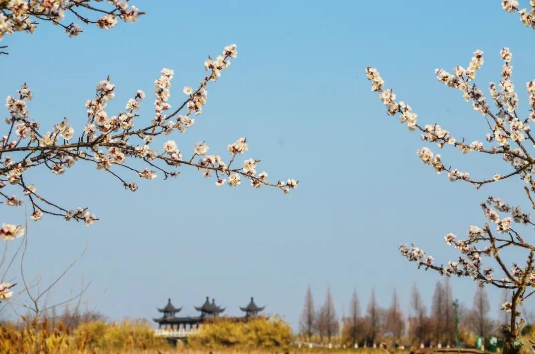 江苏假期旅行社,江苏旅行社什么时候恢复正常出行