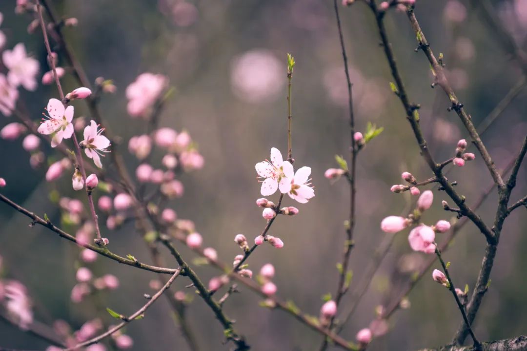 南京赏花地图请收好,江宁赏花好去处