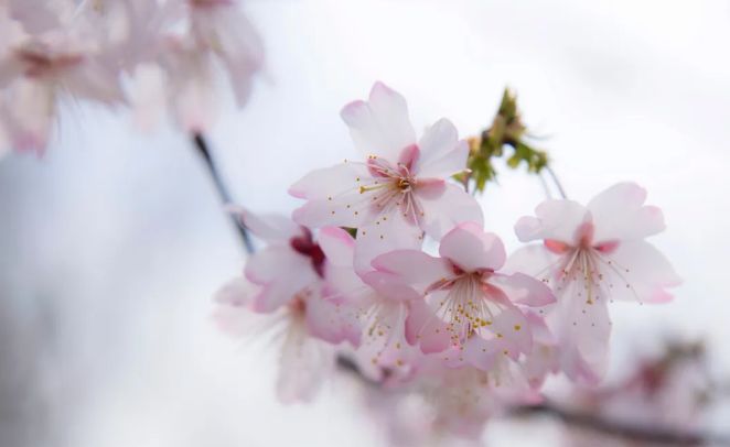 南京赏花地图请收好,江宁赏花好去处