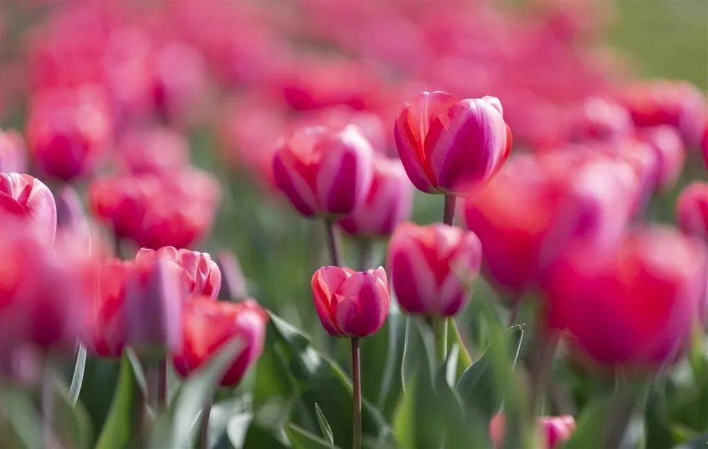 南京赏花地图请收好,江宁赏花好去处