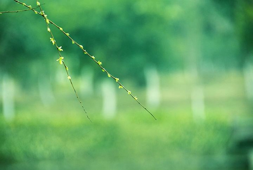 滨州女子诗苑2020年3月同题,柳梢青