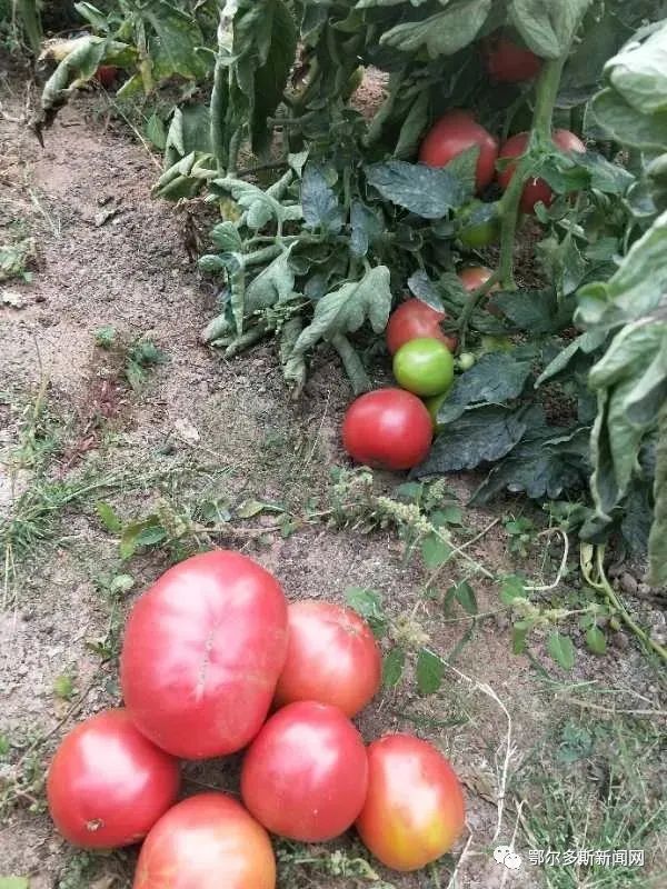 鄂尔多斯这个村放大招，公鸡也能认养了！｜推农品促增收