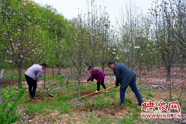 南阳市南召县：栽下“摇钱树”念活“致富经”