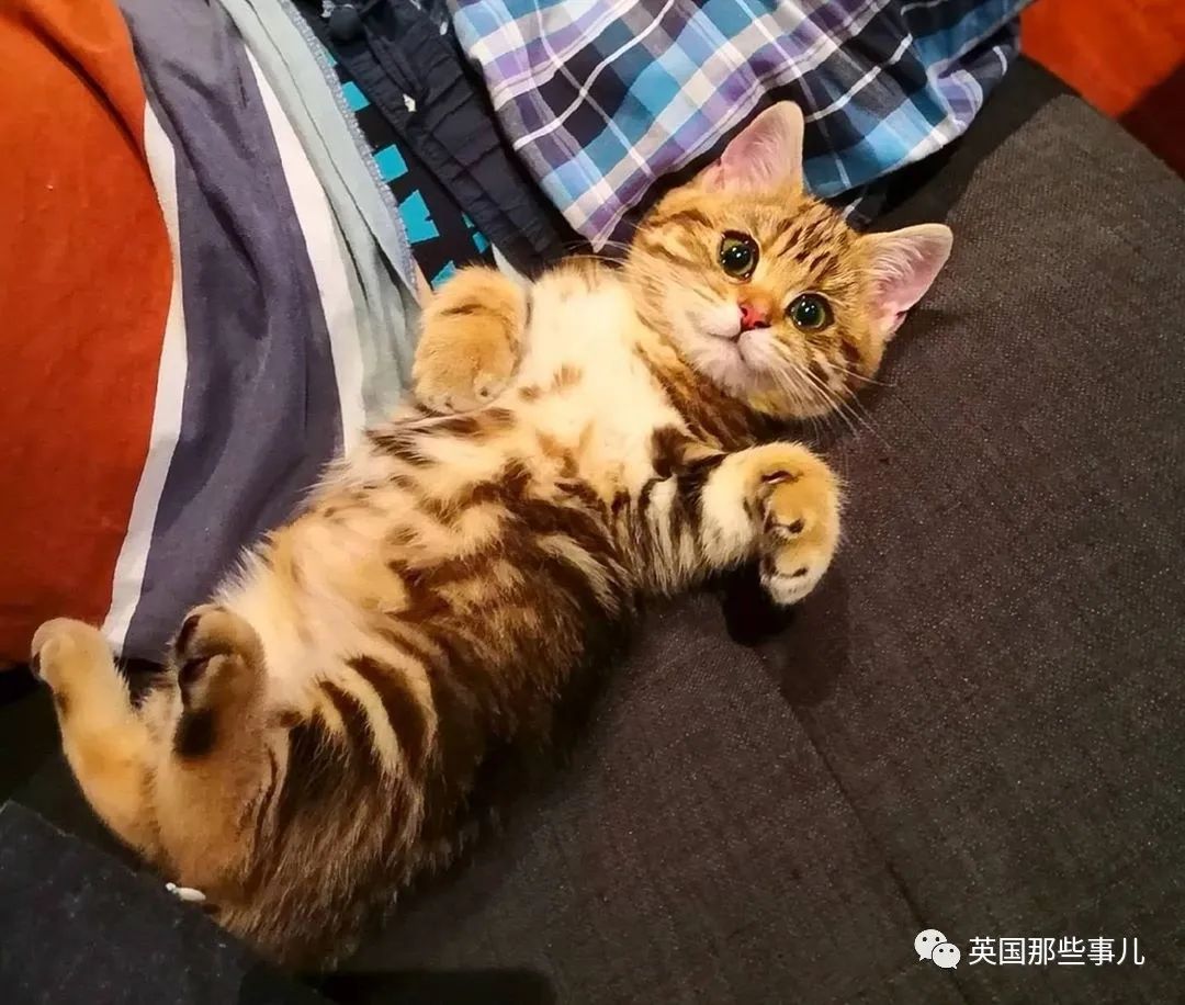 高颜值会笑的橘猫,又可爱又萌萌哒的小橘猫
