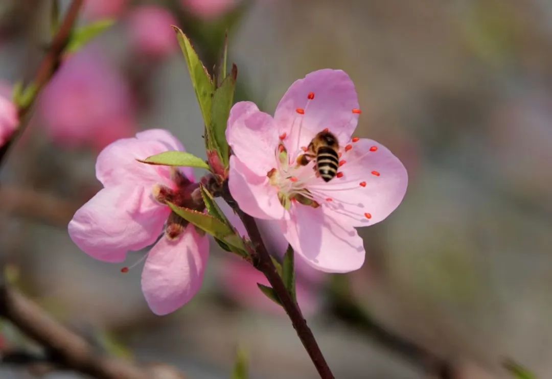 2020春季赏花指南,中国春色,满血复活