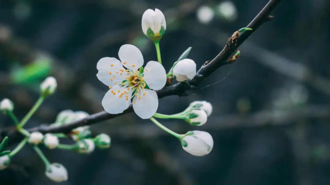 2020春季赏花指南,中国春色,满血复活