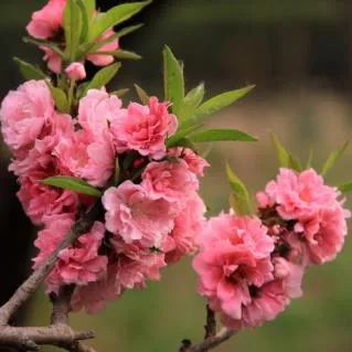 2020春季赏花指南,中国春色,满血复活