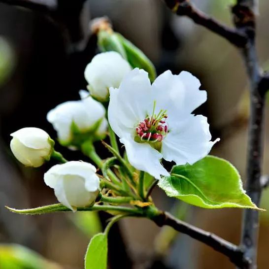 2020春季赏花指南,中国春色,满血复活