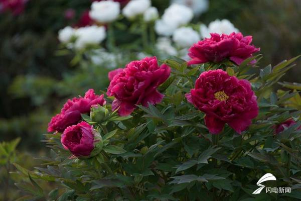 菏泽牡丹的前世今生,牡丹前世今生是谁