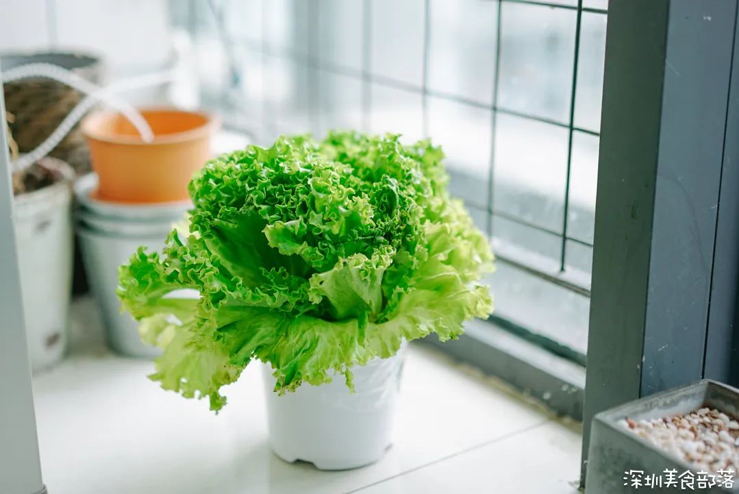 来，薅「盒马」的羊毛，后天就没了