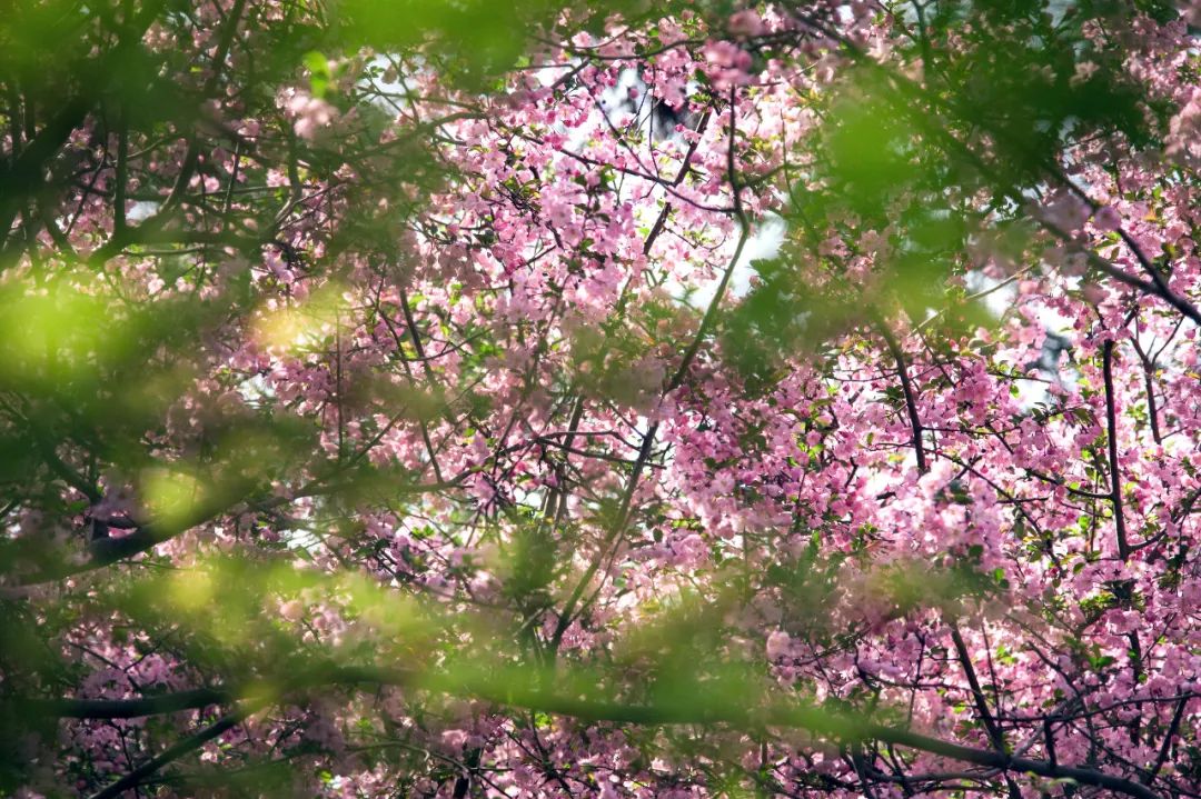 南京江宁网红打卡点有哪些,春日限定江宁新晋网红打卡点出炉