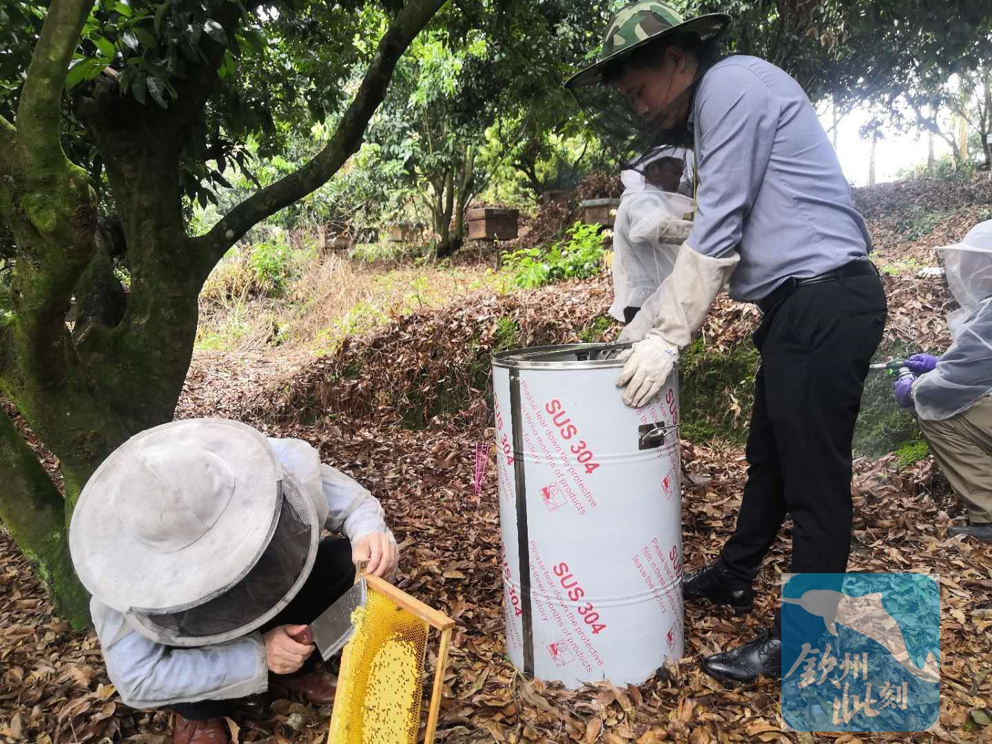 小董镇诱蜂,小董镇招人