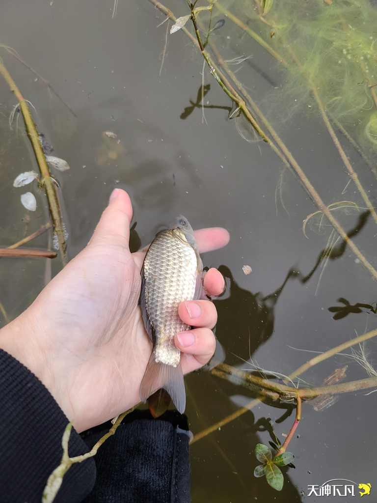 凤凰涅盘浴火重生对火的崇拜,凤凰涅盘浴火重生需要的是勇气