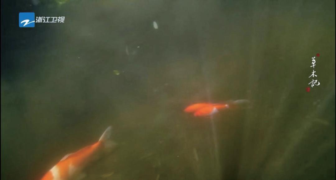 软硬件+转码/延时+剪辑+调色，纪录片后期制作电影化流程“全套”揭秘