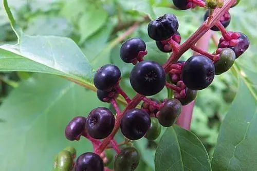 辟谣特工队|路边的野菜～不要采