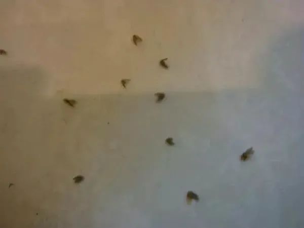 60天长效驱虫,60天驱虫喷剂