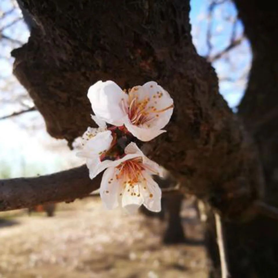 十首最美咏春诗词,咏春诗欣赏